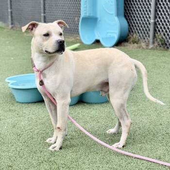 Rescue Pit Bull Terrier Dogs for Adoption in Chattanooga, Tennessee - Casper | PetCurious