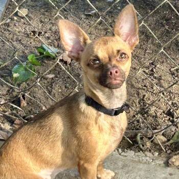 Ginger -  Chihuahua and Mixed Breed Dog for Adoption in Rockville, Maryland - Ginger | PetCurious