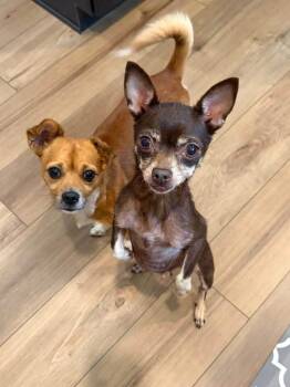 Coco Pebbles -  Chihuahua Dog for Adoption in Berlin, New Jersey - Coco Pebbles | PetCurious