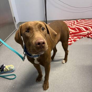 Gretchen -  Mixed Breed Dog for Adoption in Canal Winchester, Ohio - Gretchen | PetCurious