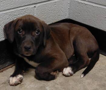 Val -  Mixed Breed Dog Available for Adoption in Henderson, North Carolina - Val | PetCurious