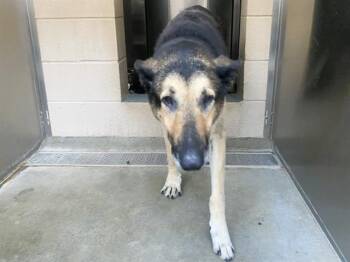 Rescue German Shepherd Dog Dogs for Adoption in Tustin, California - TONY | PetCurious