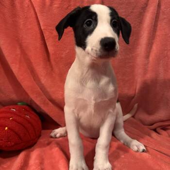 Kiara (Kie) -  Border Collie and Great Pyrenees Dog for Adoption in Waterloo, Iowa - Kiara (Kie) | PetCurious