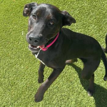 Labrador Retriever Dogs Available for Adoption in Loxahatchee Groves, Florida - DARLA 5893 | PetCurious