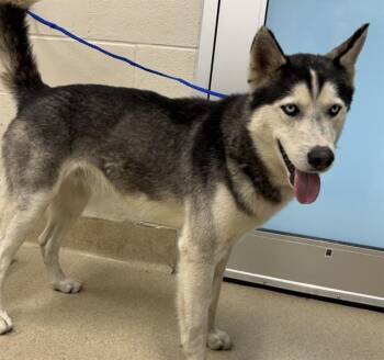 Siberian Husky and Mixed Breed Dogs Available for Adoption in Grand Prairie, Texas - PEANUT | PetCurious
