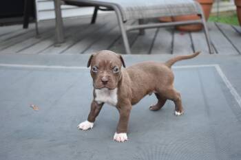 Aster- mama petunias litte -  Pit Bull Terrier Dog for Adoption in Carmel Hamlet, New York - Aster- Mama Petunias Litte | PetCurious