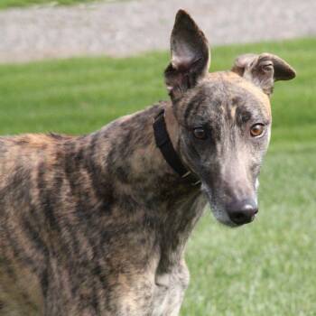 Greyhound Dogs Available for Adoption in Goshen, Indiana - Tyler | PetCurious