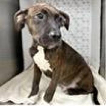 Zork -  Mixed Breed Dog for Adoption in Tampa, Florida - Zork | PetCurious