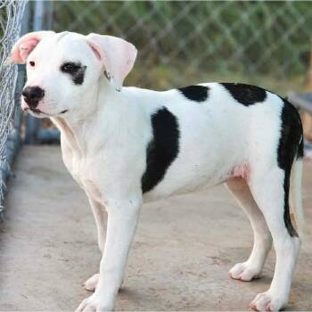 Bull Terrier and Hound Dogs Available for Adoption - Jellybean  | PetCurious
