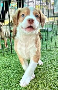 Sweet Tea -  American Bulldog and Mixed Breed Dog for Adoption in Cape Coral, Florida - Sweet Tea | PetCurious