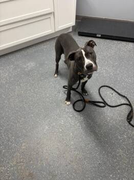 Finnley -  Boxer Dog for Adoption in Morristown, Tennessee - Finnley | PetCurious