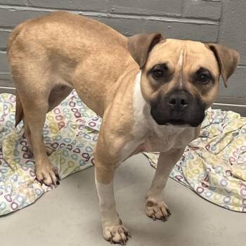 Twinkie -  Mixed Breed Dog for Adoption in Allentown, Pennsylvania - Twinkie | PetCurious