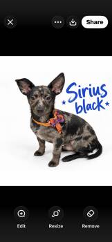 Sirius and luna -  Chiweenie Dog for Adoption in Warrenville, South Carolina - Sirius And Luna | PetCurious