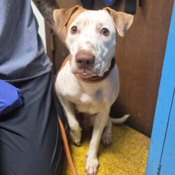 Babygirl -  Labrador Retriever Dog for Adoption in Wahiawa, Hawaii - Babygirl | PetCurious