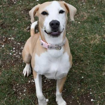 Labrador Retriever Dogs Available for Adoption in Beaumont, Texas - Lucky | PetCurious