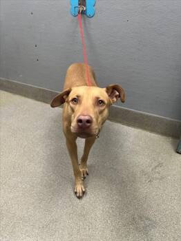 Rescue Pit Bull Terrier Dogs for Adoption in Las Vegas, Nevada - LUCY | PetCurious