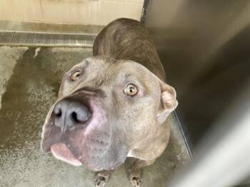 ROO -  Pit Bull Terrier Dog for Adoption in Tustin, California - ROO | PetCurious