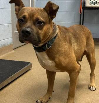 Nolan -  Mixed Breed Dog for Adoption in Chamblee, Georgia - Nolan | PetCurious