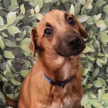 Chihuahua and Poodle Dogs Available for Adoption in Austin, Texas - Snickers KA | PetCurious