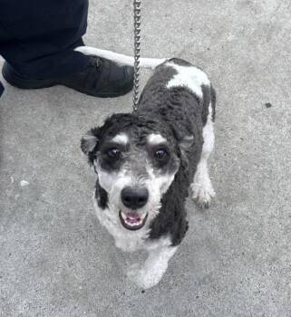 Peluche -  Mixed Breed Dog for Adoption in New York, New York - Peluche | PetCurious