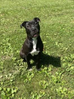 GEORGINA -  Pit Bull Terrier Dog for Adoption - GEORGINA | PetCurious