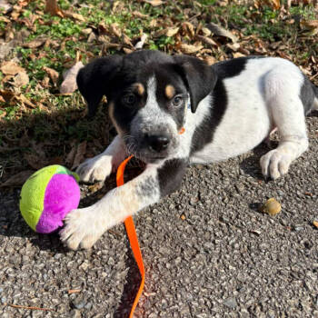 Rescue Mixed Breed Dogs for Adoption in Huntsville, Arkansas - Indigo | PetCurious