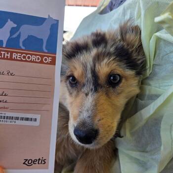 Cutie-pie -  Australian Shepherd and Mixed Breed Dog for Adoption in Park City, Utah - Cutie-pie | PetCurious