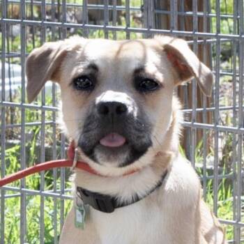 Pug and Beagle Dogs Available for Adoption in Wimberley, Texas - Finch | PetCurious