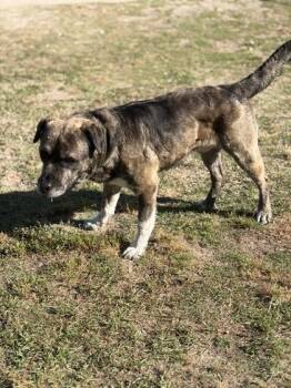 Kane -  Plott Hound and Shepherd Dog for Adoption in Conway, South Carolina - Kane | PetCurious