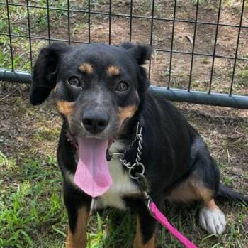 Molly -  Beagle Dog for Adoption in Washington, District Of Columbia - Molly | PetCurious