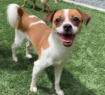 SAVE ME PLEASE Roscoe - IDA553183 -  Chihuahua Dog for Adoption in San Marcos, California - SAVE ME PLEASE Roscoe - IDA553183 | PetCurious