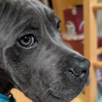 Levi -  Mixed Breed Dog for Adoption in Manchester, Pennsylvania - Levi | PetCurious