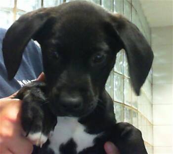 FINN -  Labrador Retriever and Mixed Breed Dog for Adoption - FINN | PetCurious