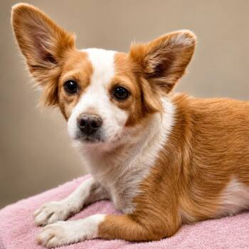 Gouda -  Chihuahua and Mixed Breed Dog for Adoption in Wickenburg, Arizona - Gouda | PetCurious