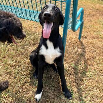 Norman -  Mixed Breed Dog for Adoption in Brentwood, Missouri - Norman | PetCurious