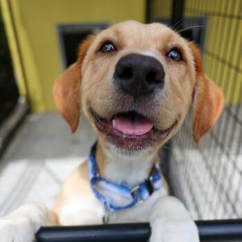 Retriever Dogs Available for Adoption in Bradenton, Florida - Blondie | PetCurious
