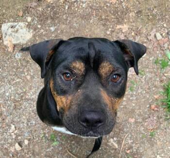 Rottweiler Dogs Available for Adoption in Highland, New York - Kaide | PetCurious