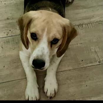 Beagle Dogs Available for Adoption in Fairfax Station, Virginia - Sammy Sosa | PetCurious