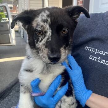 Terrier Dogs Available for Adoption in Allentown, Pennsylvania - Butters | PetCurious