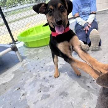 Uno -  Shepherd Dog for Adoption in Marion, North Carolina - Uno | PetCurious