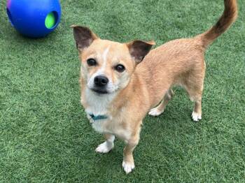 Chihuahua Dogs Available for Adoption in Santa Clara, California - RAIDER | PetCurious