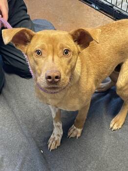 Vizsla and Terrier Dogs Available for Adoption - Stella | PetCurious