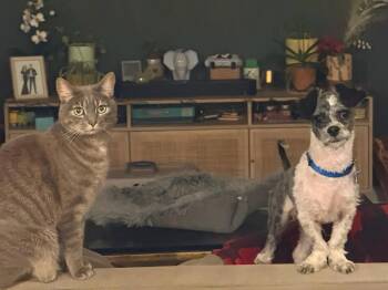 Shih Tzu Dogs Available for Adoption in Palo Alto, California - Caterpiller | PetCurious
