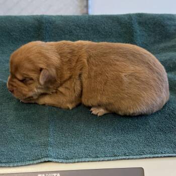 Mixed Breed Dogs Available for Adoption - 299 (2026) Penny | PetCurious