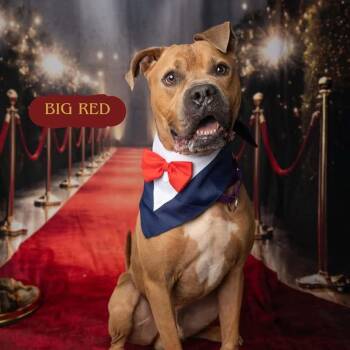 Big Red -  American Bully and Pit Bull Terrier Dog for Adoption - Big Red | PetCurious