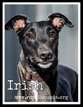 Irish -  Greyhound Dog for Adoption in Seattle, Washington - Irish | PetCurious