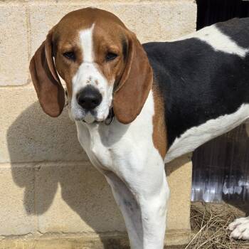 Rescue Foxhound Dogs for Adoption in Tylertown, Mississippi - Clayton | PetCurious