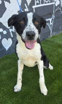 Tangelo (foster needed) -  Border Collie and Labrador Retriever Dog for Adoption in New York, New York - Tangelo (foster Needed) | PetCurious
