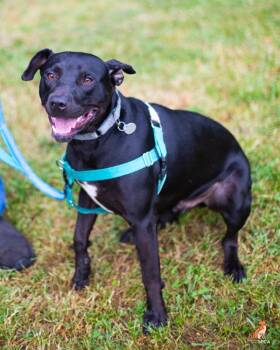 Zipper -  Pit Bull Terrier Dog for Adoption in Roanoke, Virginia - Zipper | PetCurious