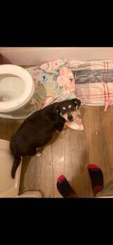 Creamsicle -  Dachshund and Miniature Pinscher Dog for Adoption in Calgary, Alberta - Creamsicle | PetCurious